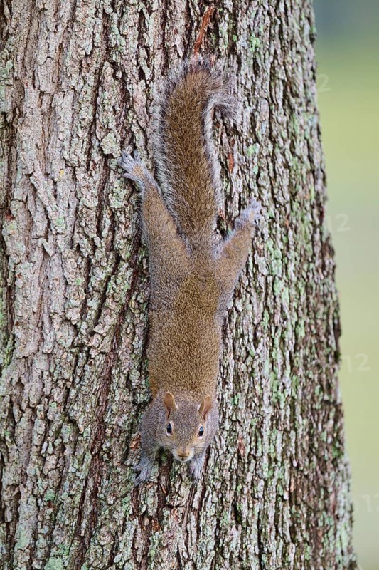 American grey squirrel (Sciurus carolinensis), climbing headfirst down a tree trunk, Pembroke Pines, Florida, USA, North America