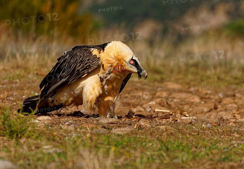 Old bearded vulture (Gypaetus barbatus), portrait, plumage care, evening light, Catalonia, Pyrenees, Spain, Europe