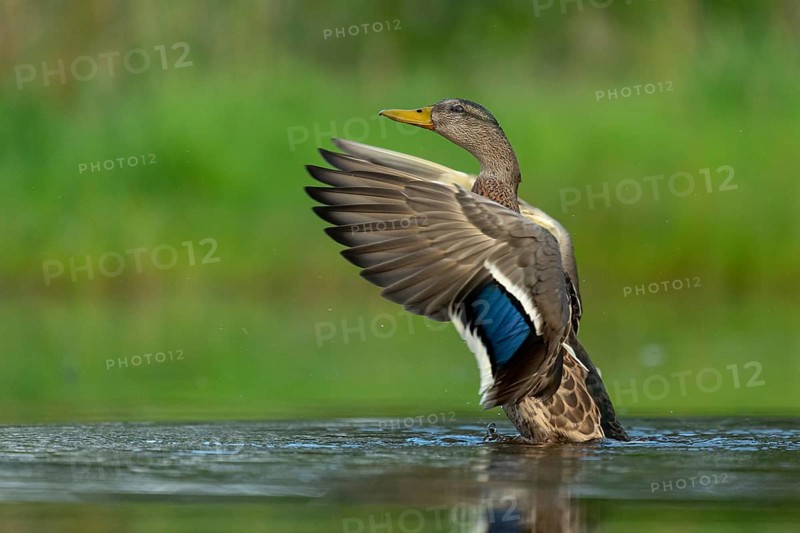 Mallard (Anas platyrhynchos) grooming, female, Aviemore, Scotland, Great Britain