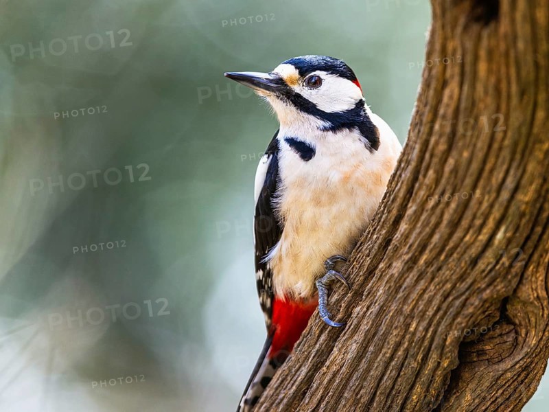 Great Spotted Woodpecker, Dendrocopos major, bird in forest at winter sun