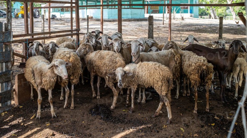 Neglected sheep at a farm near Pousada Santa Clara, Nhecolandia, Corumba, Mato Grosso do Sul, Brazil, South America