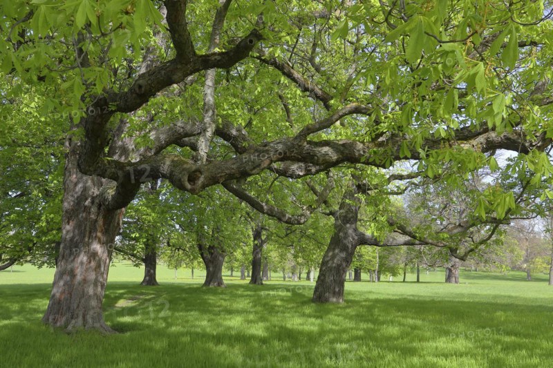 Old trees, Rosensteinpark in spring, landscape park in Bad Cannstatt, Stuttgart, Baden-Württemberg, Germany, Europe