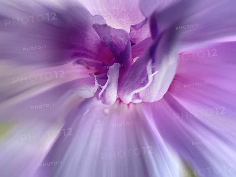 Althaea officinalis, rose mallow, shrub mallow, garden mallow, Syrian mallow, Sharon rose, festive flower (Hibiscus syriacus), macro shot, zoom effect
