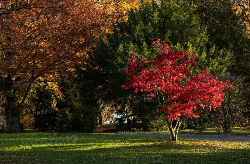 Red coloured leaves of a maple, maple tree, shines in autumn, park, park landscape, autumn atmosphere, main cemetery, Stuttgart, Baden-Württemberg, Germany, Europe