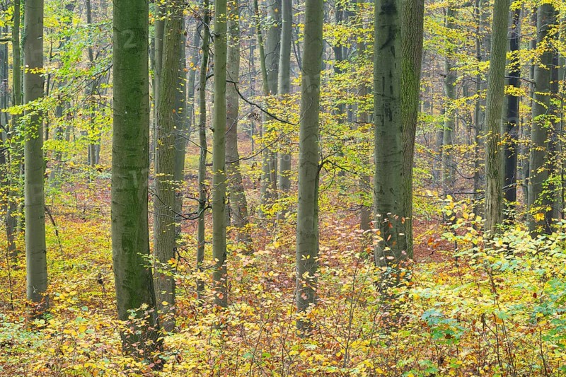 Near-natural deciduous forest in autumn with colourful leaves, copper beech (Fagus sylvatica), Hainich National Park, Thuringia, Germany, Europe