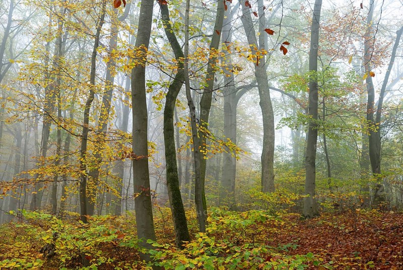 Near-natural deciduous forest in autumn with colourful leaves, copper beech (Fagus sylvatica), fog in the forest, Hainich National Park, Thuringia, Germany, Europe