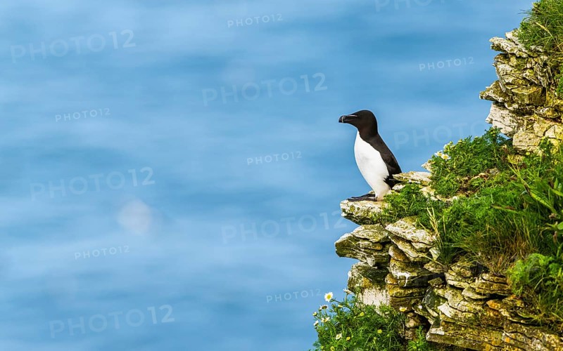 Razorbill, Alca Torda, birds on cliffs, Bempton Cliffs, North Yorkshire, England, United Kingdom, Europe