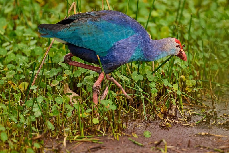Purple Grouse (Porphyrio porphyrio), Wakodahatchee Wetlands, Delray Beach, Florida, USA, North America
