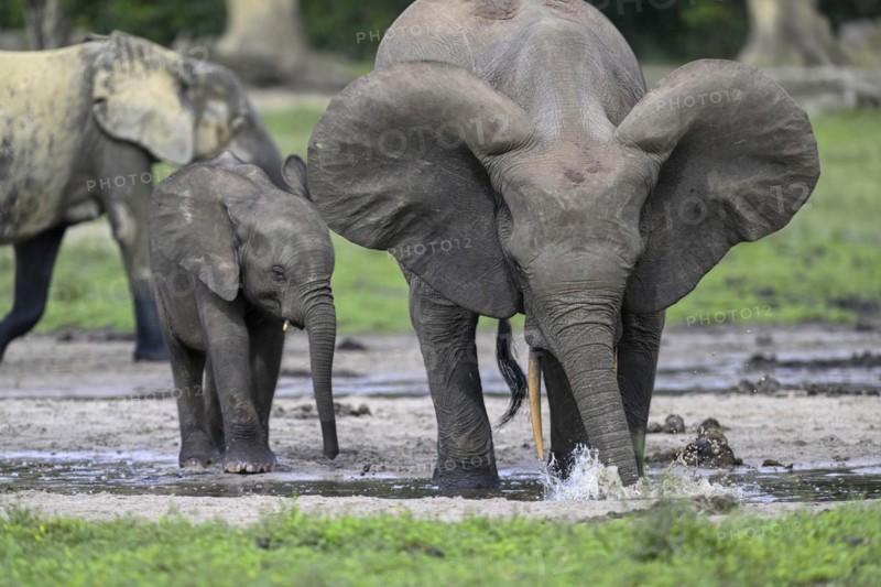 African forest elephants (Loxodonta cyclotis) in the Dzanga Bai forest clearing, Dzanga-Ndoki National Park, Unesco World Heritage Site, Dzanga-Sangha Complex of Protected Areas (DSPAC), Sangha-Mbaéré Prefecture, Central African Republic, Africa