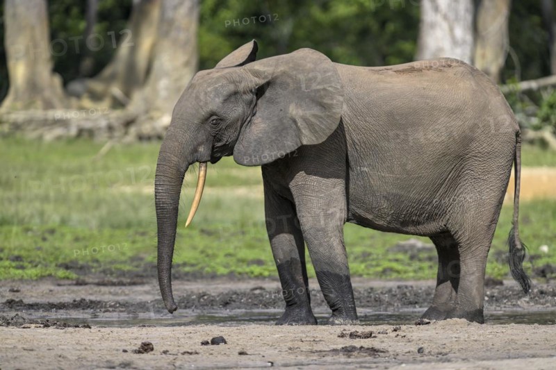 African forest elephant (Loxodonta cyclotis) in the Dzanga Bai forest clearing, Dzanga-Ndoki National Park, Unesco World Heritage Site, Dzanga-Sangha Complex of Protected Areas (DSPAC), Sangha-Mbaéré Prefecture, Central African Republic, Africa