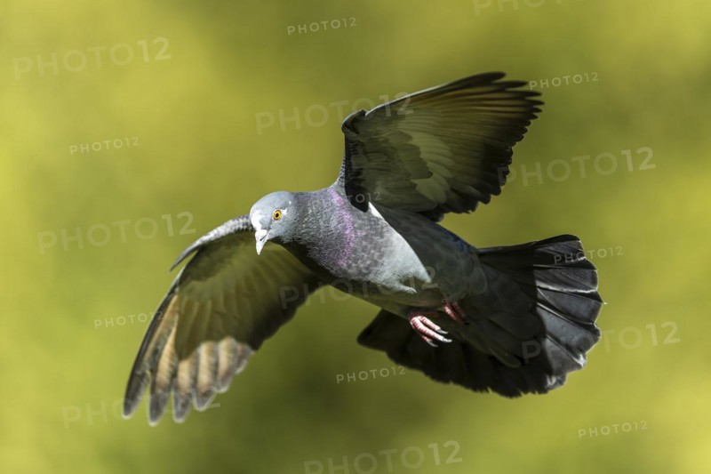 City dove (Columba livia forma domestica) in flight, wildlife, Germany, Europe