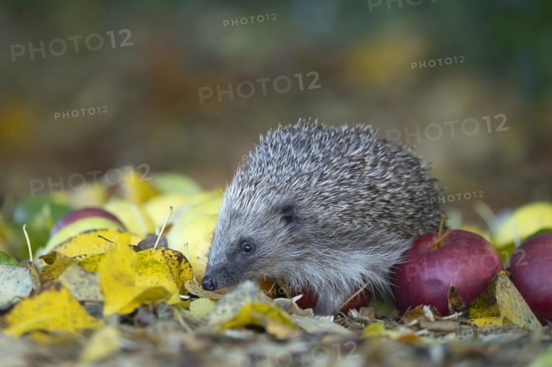 European hedgehog (Erinaceus europaeus) adult animal walking over fallen apples in a garden in the autumn, England, United Kingdom, Europe