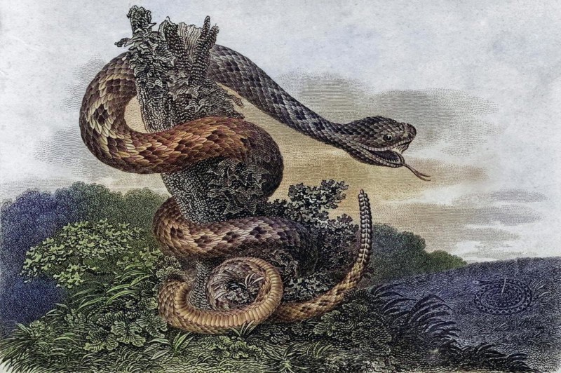Striped Rattlesnake Crotalus Durissus From a 17th century print, Historic, digitally restored reproduction from a 19th century original, Record date not stated