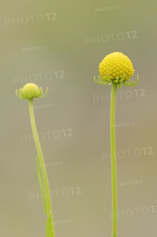 Gummy bear flower or pineapple flower (Cephalophora aromatica, Helenium aromaticum), flowers, native to Chile, fragrant flower, North Rhine-Westphalia, Germany, Europe