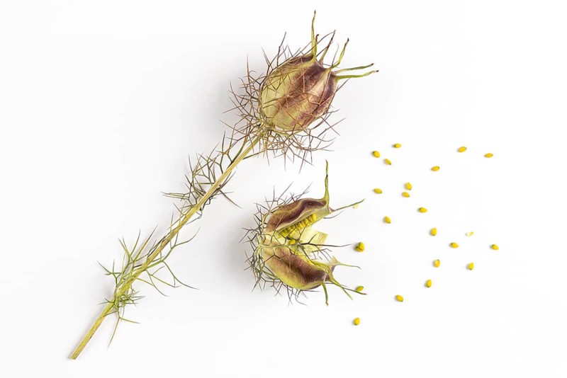 Seeds fall from an opening seed capsule of the love-in-a-mist (Nigella damascena) on a white background