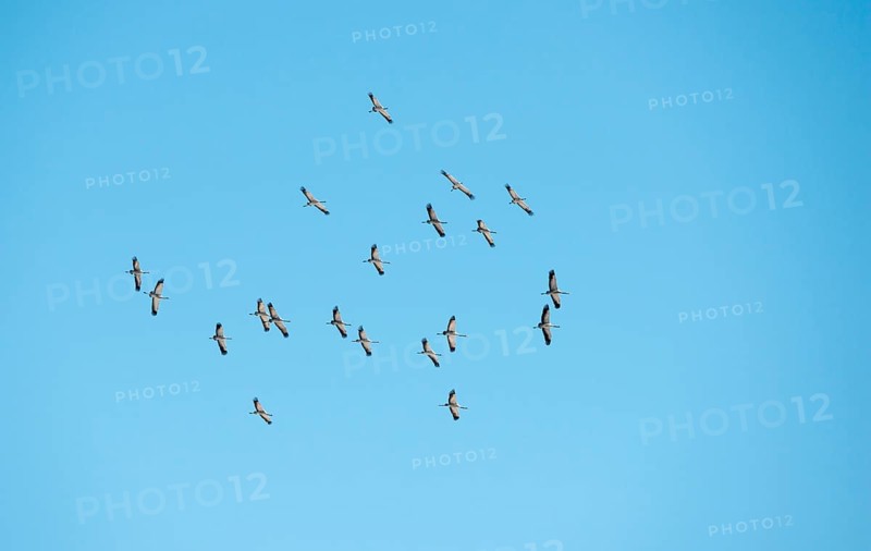 A flock of cranes (Grus grus) or grey crane or Eurasian crane circling in the updraft in front of a bright blue sky in the sun, cloudless, Lower Saxony, Germany, Europe