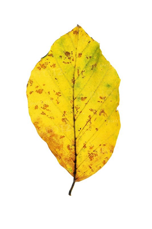 Autumn-coloured leaf of a beech (Fagus sylvatica), copper beech, tree, free-standing, Vechta, Lower Saxony, Germany, Europe