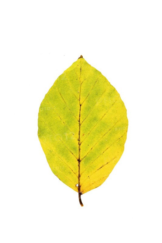 Autumn-coloured leaf of a beech (Fagus sylvatica), copper beech, tree, free-standing, Vechta, Lower Saxony, Germany, Europe