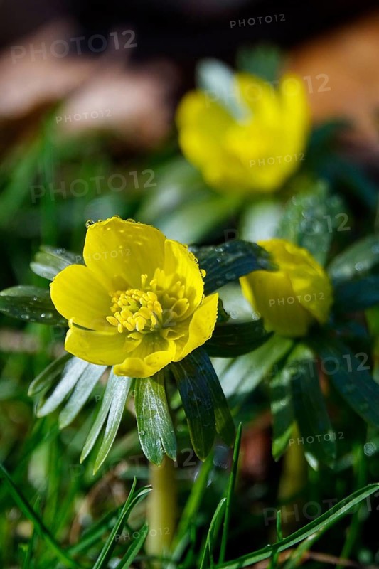 Winter aconites (Eranthis hyemalis), January, Saxony, Germany, Europe