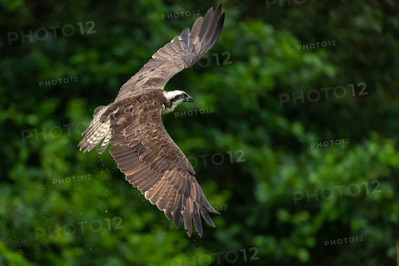 Western osprey (Pandion haliaetus) hunting, Aviemore, Scotland, Great Britain