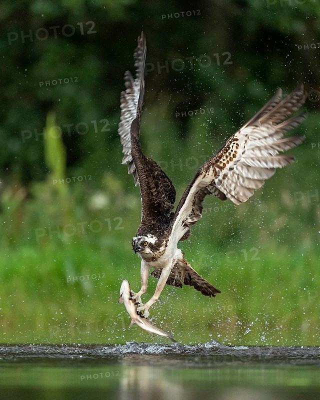 Western osprey (Pandion haliaetus) hunting, Aviemore, Scotland, Great Britain