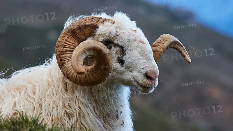 Side view of a sheep with large, spiral horns in a natural environment, Kallikratis, Kallikratis Gorge, Sfakia, West Crete, Crete, Greek Islands, Greece, Europe