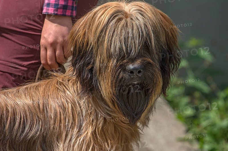 Portrait of a Briard, French dog breed, Mecklenburg-Vorpommern, Germany, Europe