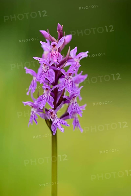 Western marsh orchid (Dactylorhiza majalis), inflorescence, close-up, Allgäu Alps, Allgäu, Bavaria, Germany, Europe