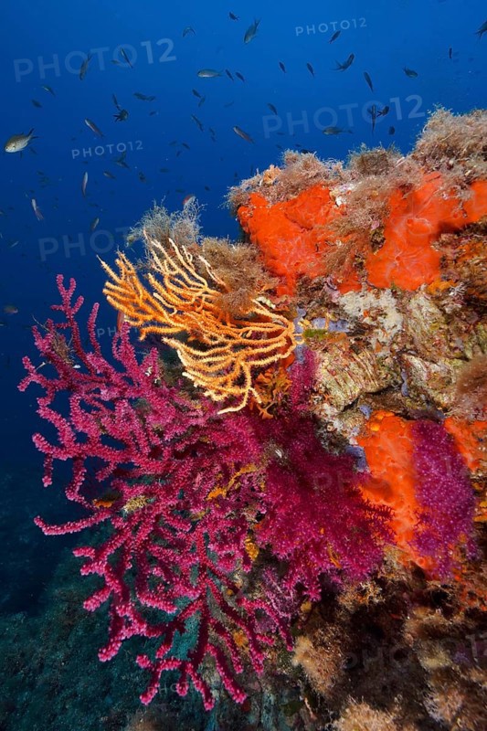 A blaze of colour in the Mediterranean: violescent sea-whip (Paramuricea clavata) with open polyps, yellow gorgonian (Eunicella cavolinii) and white gorgonian (Eunicella singularis) near Hyères. Dive site Giens Peninsula, Côte d'Azur, France, Europe