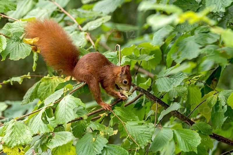 Eurasian squirrel (Sciurus vulgaris) eating a hazelnut, hazel (Corylus avellana), on branch in hazel bush, hazelnut bush, Nidda, Wetterau, Hesse, Germany, Europe