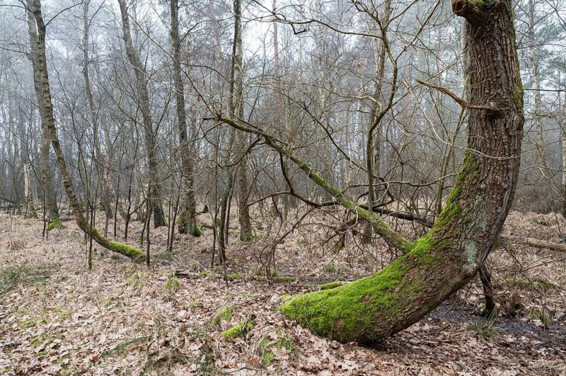 Birch bog forest, birch bog forest, bog birch (Betula pubescens), in the foreground a curved pedunculate oak (Quercus robur), Vogelmoor nature reserve, Lower Saxony, Germany, Europe