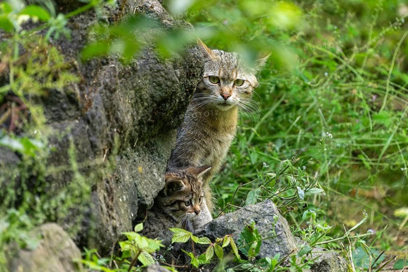 An adult cat and a kitten by a rock in the forest, wild cat (Felis silvestris), kittens, Germany, Europe