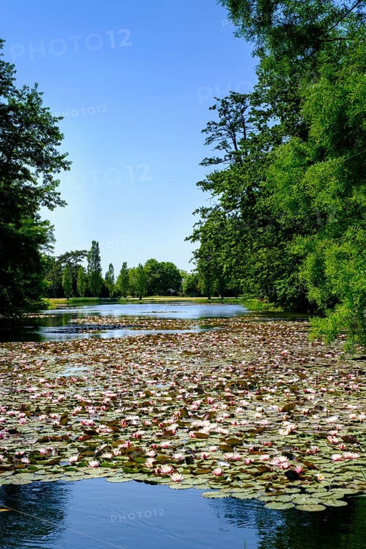 Water lily pond, Dessau-Wörlitz Garden Kingdom, Wörlitz Park, UNESCO World Heritage Garden Kingdom of Dessau-Wörlitz, Dessau, Saxony-Anhalt, Germany, Europe