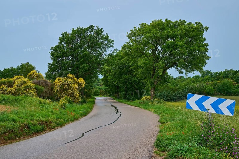 Rural road with bend in green, overgrown surroundings, two large trees and a bend sign, summer, Valensole, Alpes-de-Haute-Provence, Provence-Alpes-Cote d'Azur, France, Europe