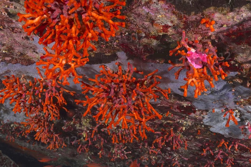 Bright orange teardrop coral (Myriapora truncata) on a rocky underwater bottom. Dive site Port Cros marine reserve, Provence Alpes Côte d'Azur, France, Europe