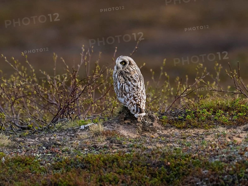 Short-eared owl (Asio flammeus) sitting on the ground resting, in the tundra, May, Varanger National Park, Varanger Fjord, Norway, Europe