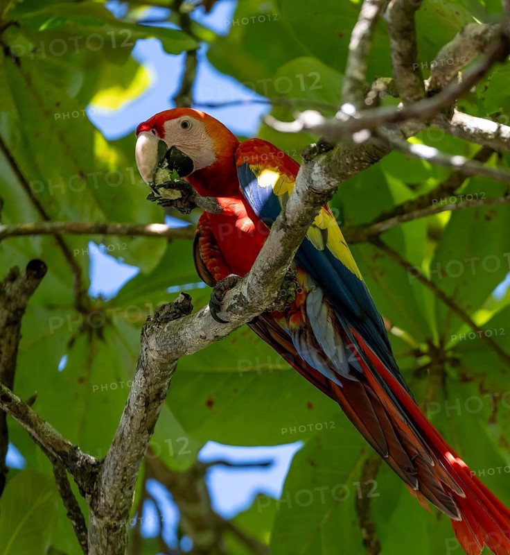 Scarlet macaws (Ara macao) in bengal almond (Terminalia catappa), Puntarenas province, Costa Rica, Central America