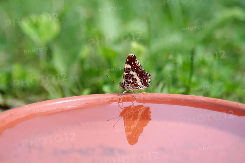 Map butterfly (Araschnia levana), butterfly, reflection, water, The butterfly is reflected in the water of a bird bath. At high temperatures, the butterflies are in search of liquid