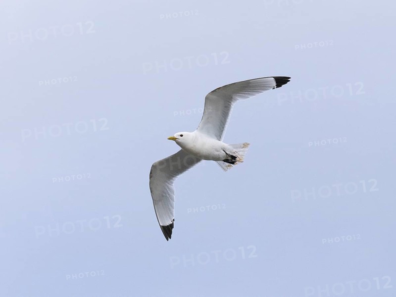 Black-legged kittiwake (Rissa tridactyla), adult bird in flight, May, Varanger Fjord, Norway, Europe