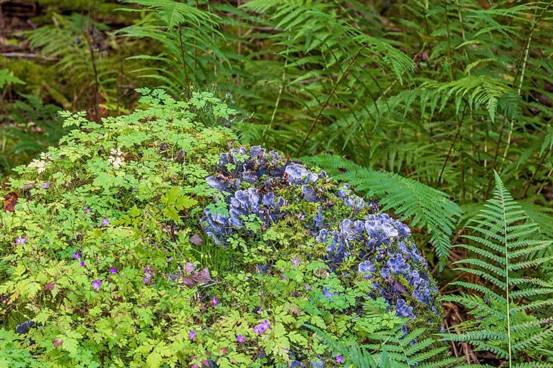 Peltigera (Peltigeraceae) lichens growing on a rock in a forest