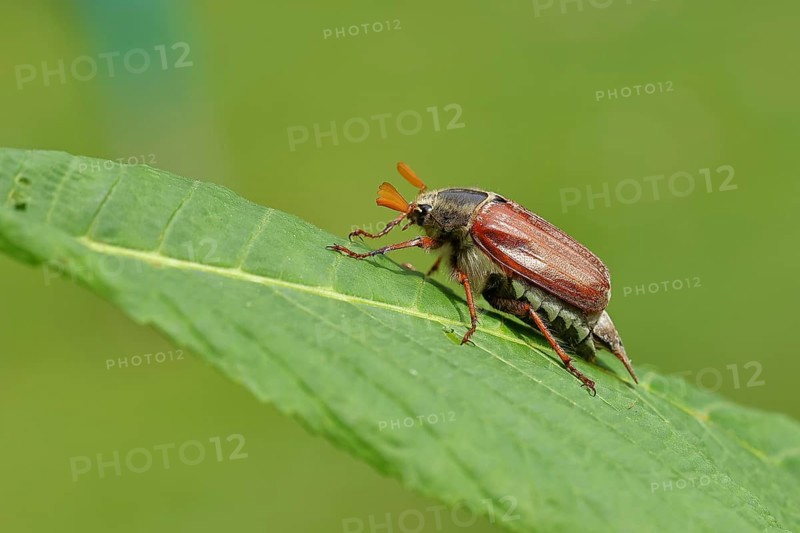 Northern cockchafer (Melolontha hippocastani), male, on a leaf of a horse chestnut (Aesculus hippocastanum), Wilnsdorf, North Rhine-Westphalia, Germany, Europe
