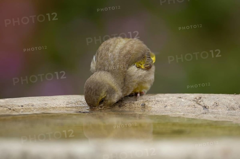 European greenfinch (Chloris chloris) adult bird drinking water from a garden bird bath in the summer, Suffolk, England, United Kingdom, Europe
