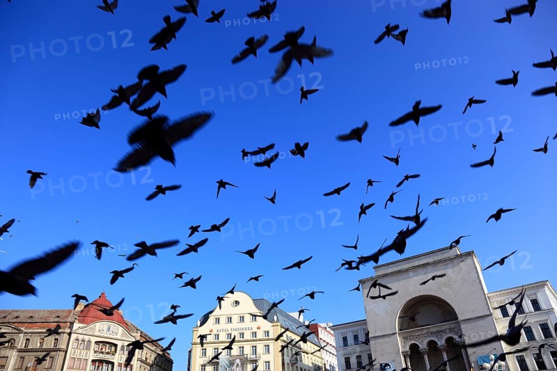 Banat, Timisoara, Timisoara, Old Town, Birds flying over the Piata Operi, Romania, Europe