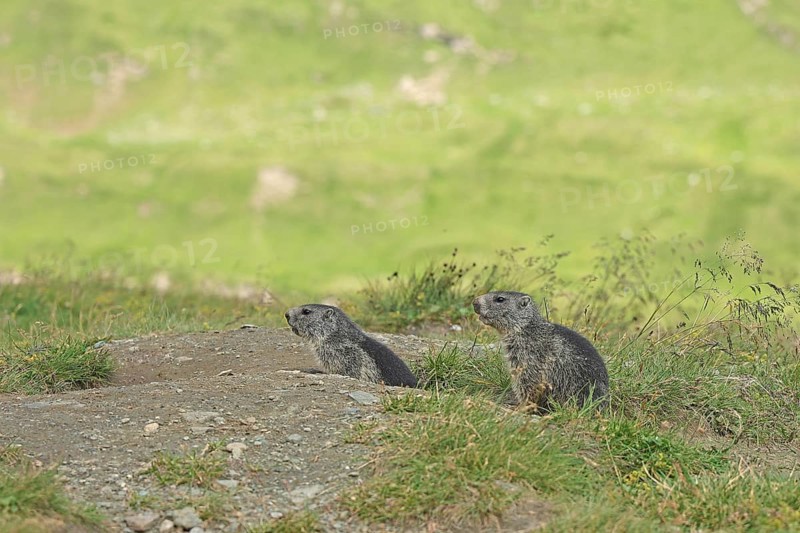 Marmot (Marmota), Grossglockner High Alpine Road, Salzburger Land, Austria, Europe