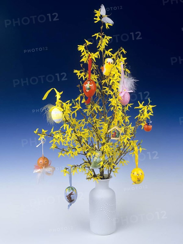 Easter bush of flowering forsythia, hung with colourful Easter eggs