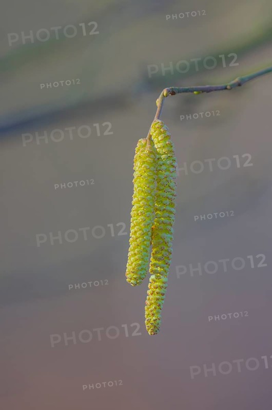 Close-up with male flower catkins of the common hazel (Corylus avellana), landscape format, nature, Neustadt am Rübenberge, Lower Saxony, Germany, Europe