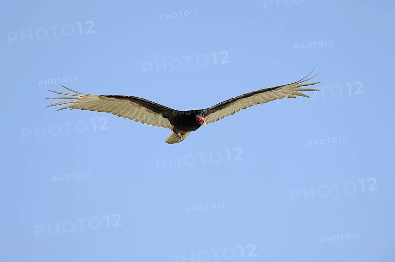 Turkey vulture (Cathartes aura), flying, Everglades National Park, Florida, USA, North America