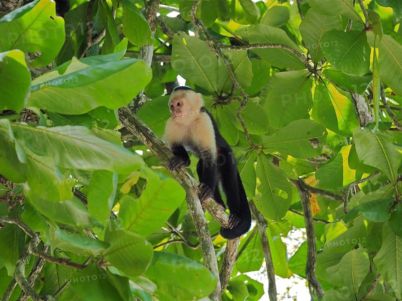 White-headed capuchin (Cebus imitator), Manuel Antonio National Park, Costa Rica, Central America