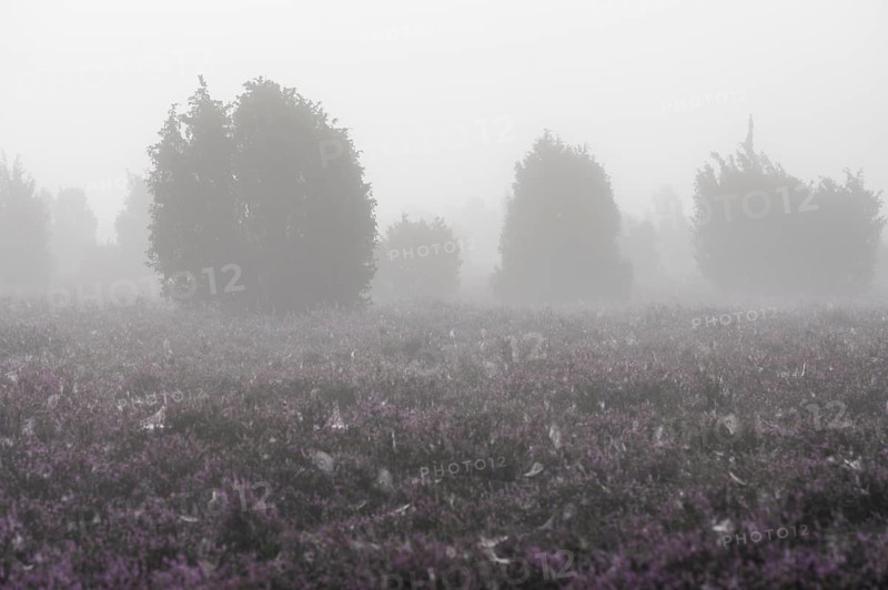 Heath landscape, flowering common heather (Calluna vulgaris), common juniper (Juniperus communis), spider webs, morning mist, Lüneburg Heath, Lower Saxony, Germany, Europe