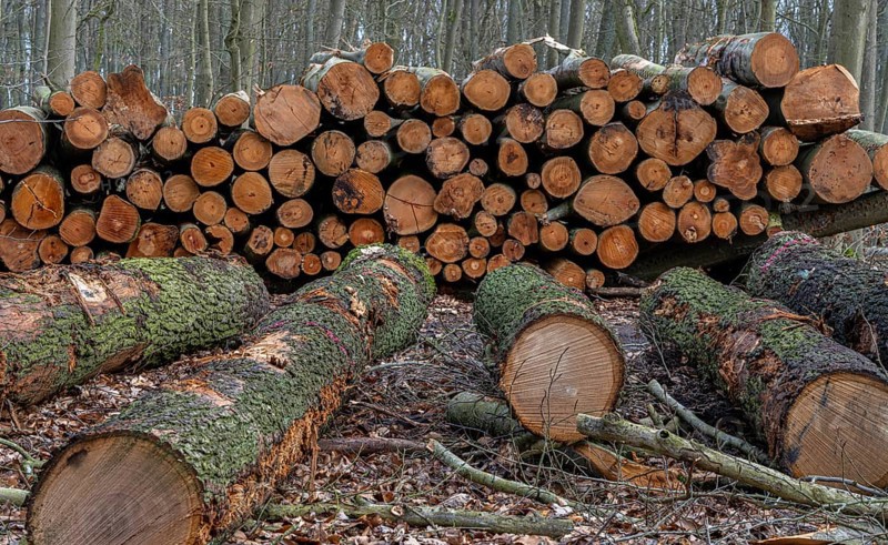 Pile of wood in the forest, Berlin suburbs, Germany, Europe